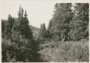 Image of Wooded vista